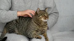 Kattens kärlekstecken: 10 hemligheter som hjälper dig att förstå ditt husdjur