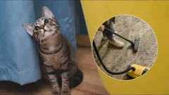 Springer katten bort från dammsugaren? Därför är den rädd – och så kan du hjälpa till